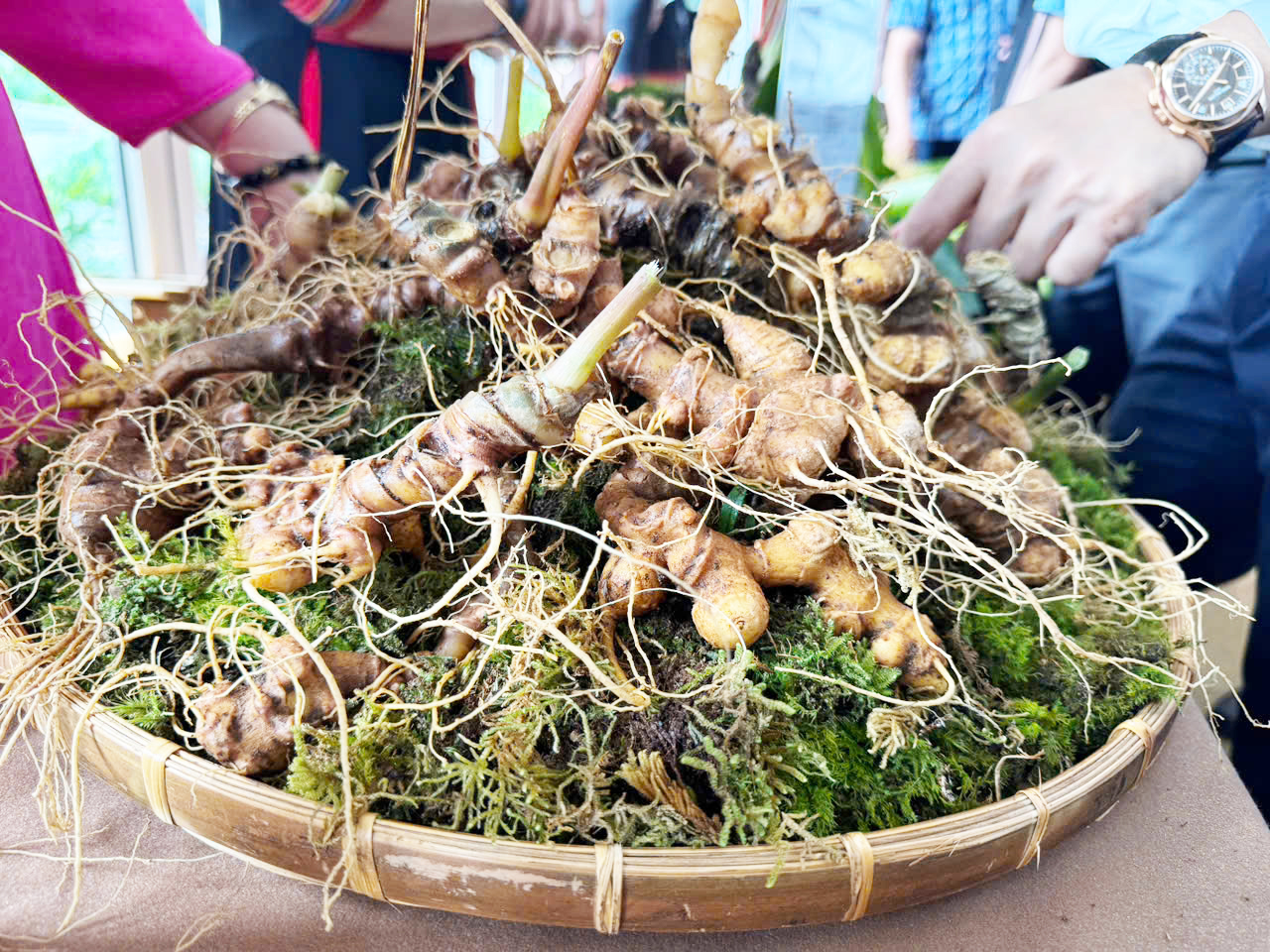 Sâm Ngọc Linh – Giải pháp chăm sóc sức khỏe toàn diện từ thiên nhiên