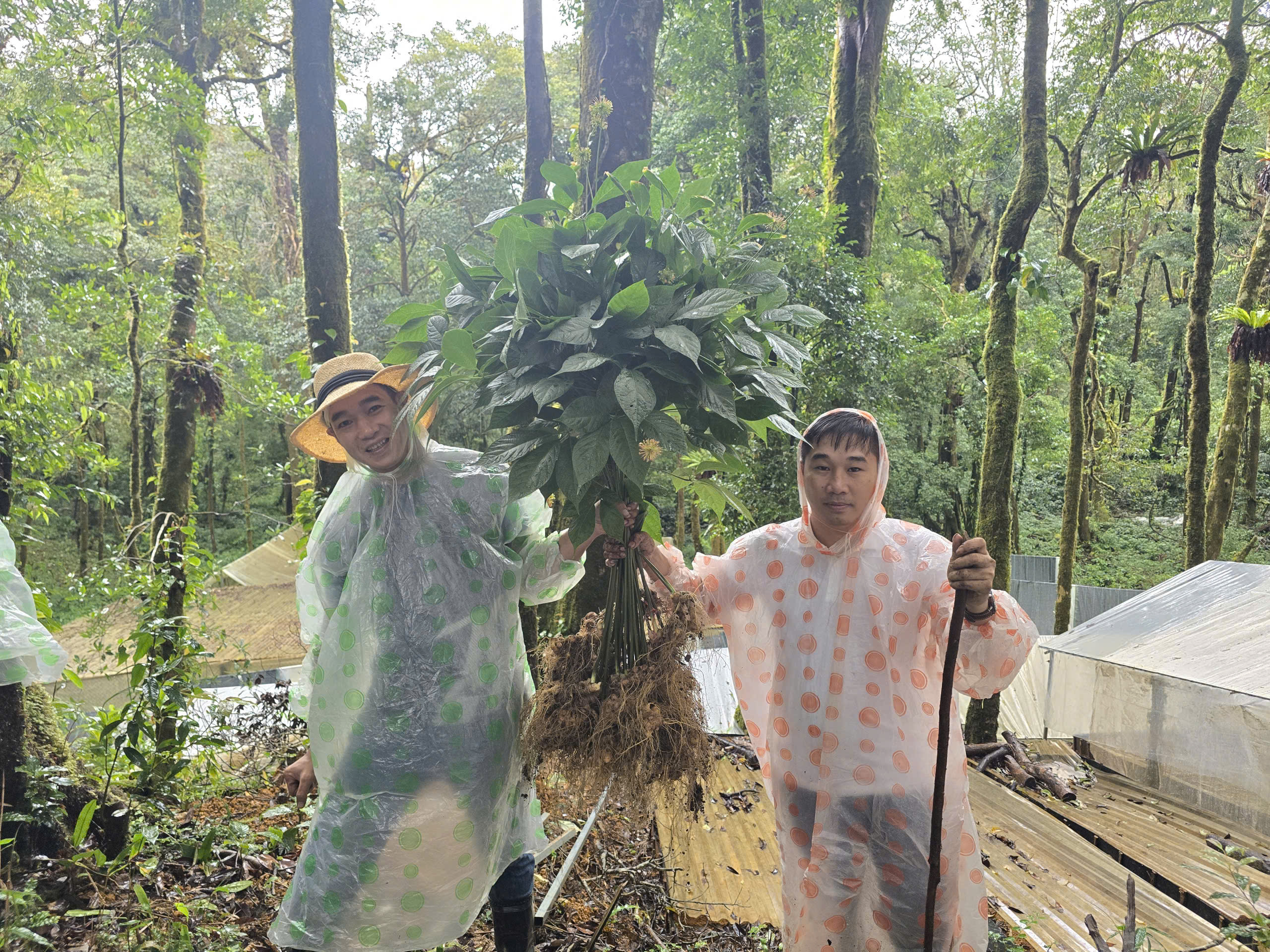 Sâm Ngọc Linh – Món quà quý giá từ thiên nhiên dành cho sức khỏe